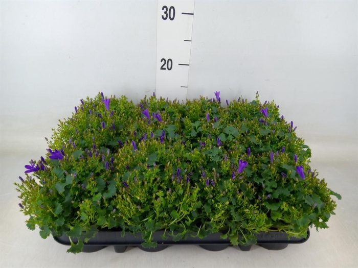 <h4>Campanula porten. 'Get Mee'</h4>