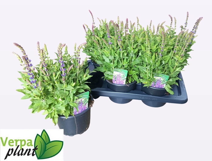 SALVIA NE OSTFRIESL