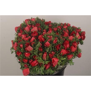 Anemone Fr. Red