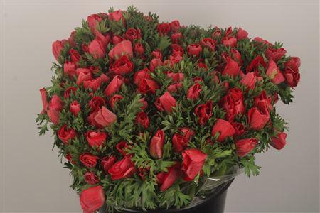 <h4>Anemone Fr. Red</h4>