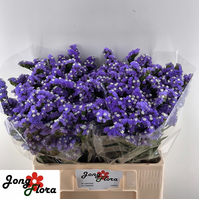 <h4>Statice Levis Wings Jongflora</h4>