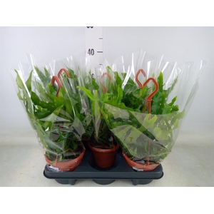 Microsorum diversifolium