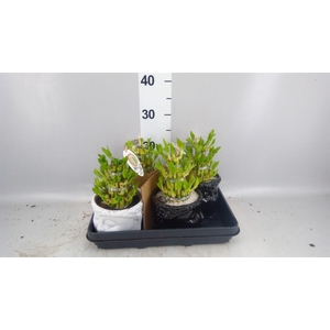 Dracaena sand. 'Lucky Bamboo' ..pyr