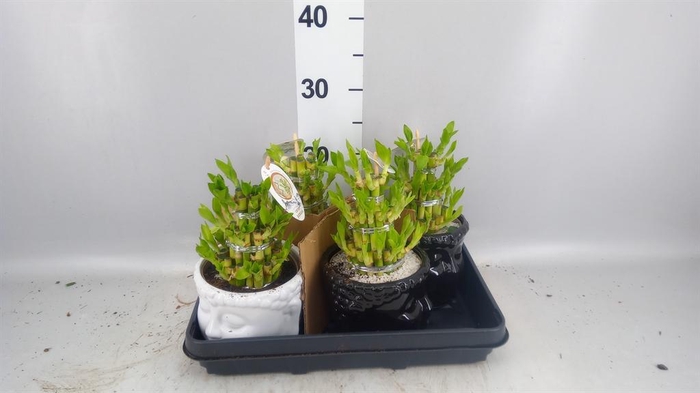 <h4>Dracaena sand. 'Lucky Bamboo' ..pyr</h4>
