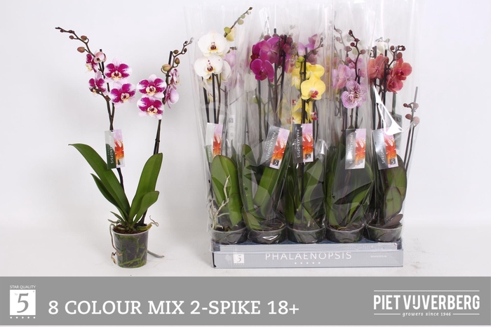 <h4>PHAL GEM 8 KL</h4>