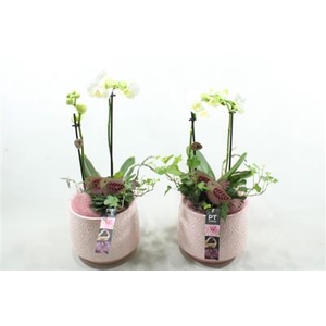 6327 KER ROZE PHAL