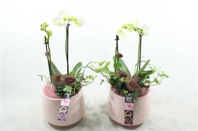 <h4>6327 KER ROZE PHAL</h4>