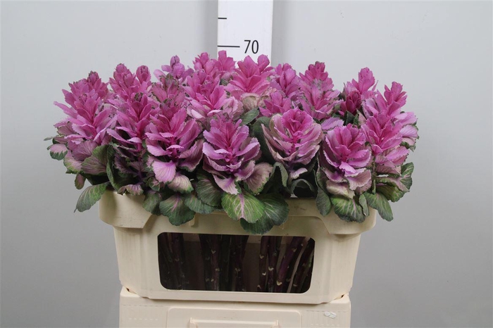 <h4>Brass Red Crane</h4>