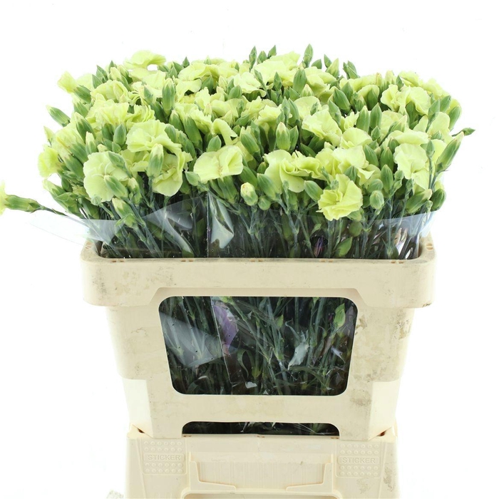 <h4>DI TE SYMPLY VERDE</h4>