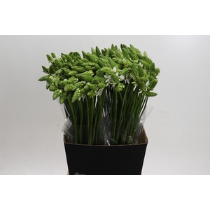 Ornithogalum Thyrsoides