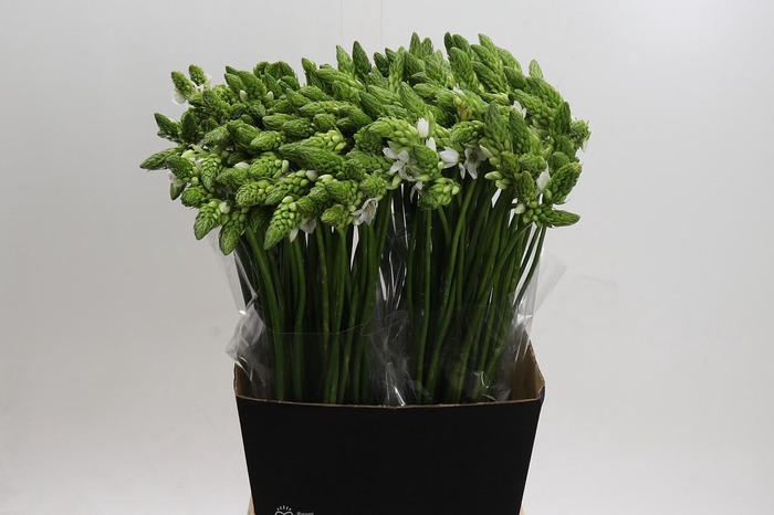 <h4>Ornithogalum Thyrsoides BIG WHITE</h4>