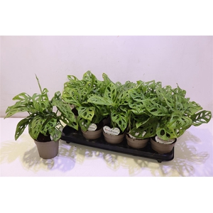 arr8 Monstera Adansonii