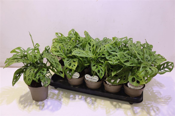 <h4>arr8 Monstera Adansonii</h4>