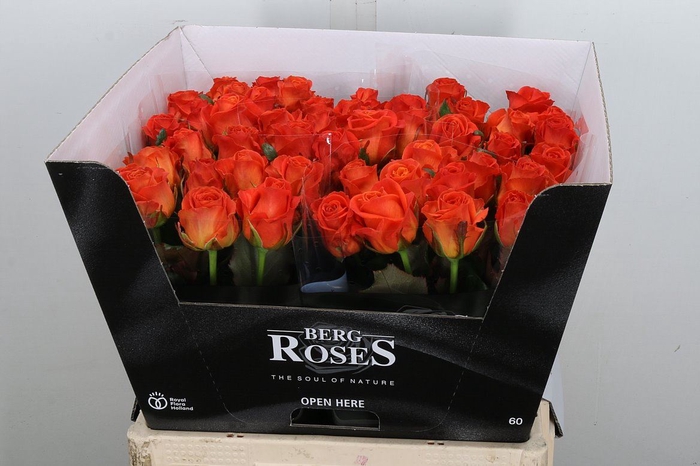 <h4>Rosa GR 'Clarence'</h4>