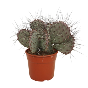 Opuntia