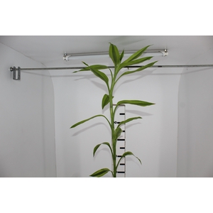 FOLHAGEM DRACENA SANDERIANA AMARELA