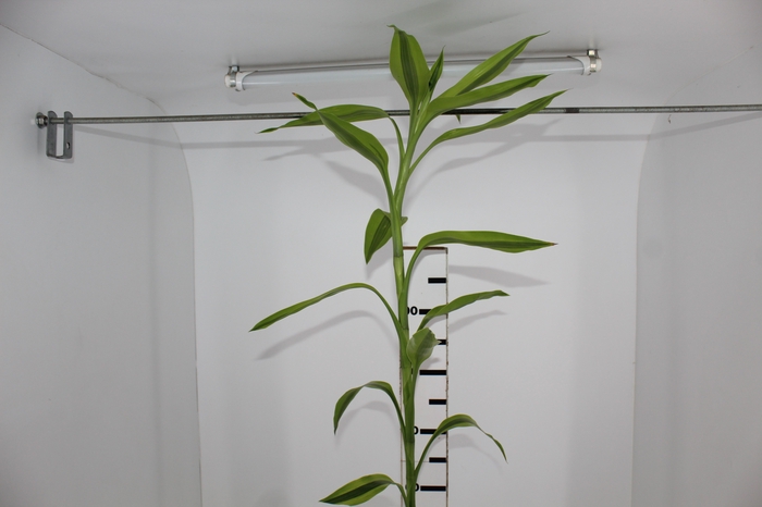 <h4>FOLHAGEM DRACENA SANDERIANA AMARELA</h4>