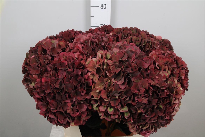 <h4>Hydr Cl M Mag Rubyrd</h4>