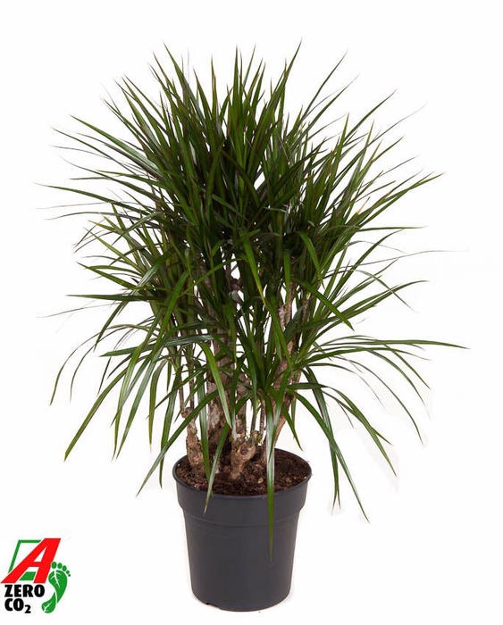 Dracaena