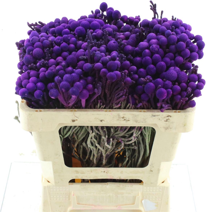 <h4>Brunia Klb Purple</h4>