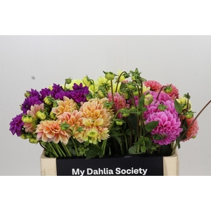 Dahlia Gemengd in fust