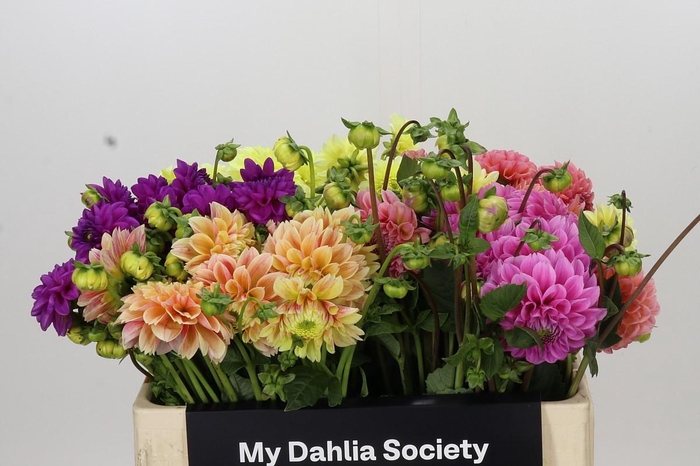<h4>Dahlia Gemengd in fust</h4>