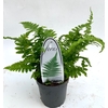Dryopteris filix-mas