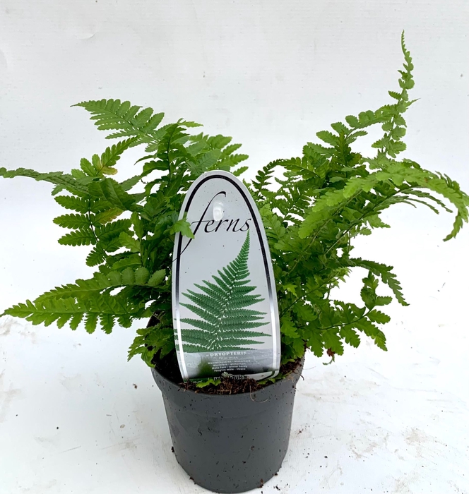 Dryopteris filix-mas
