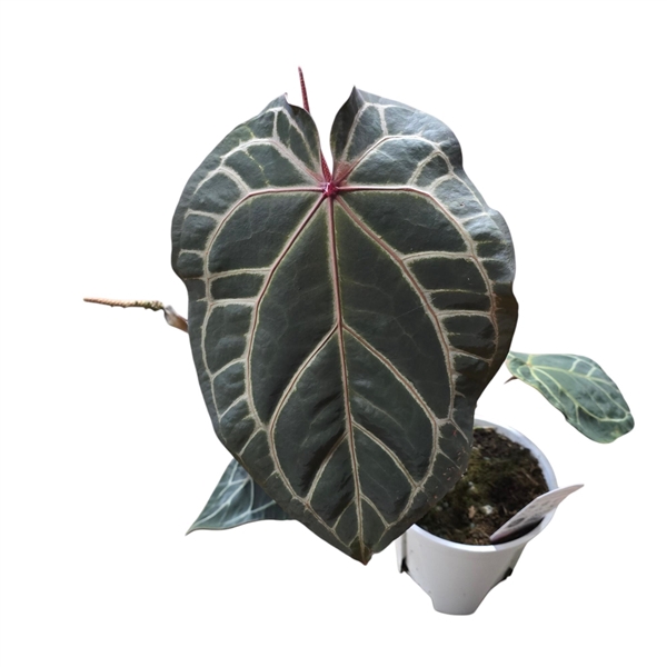 <h4>Anthurium DocBlock Anthurium Zara® '29' X (Michelle® X Zara®) '28'</h4>