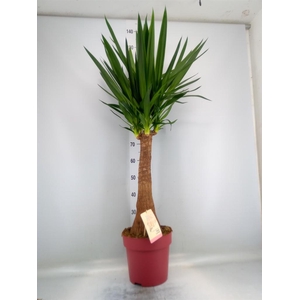 Yucca elephantipes   ...