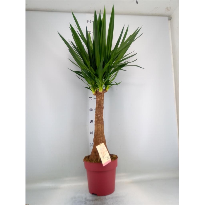 <h4>Yucca elephantipes   ...</h4>