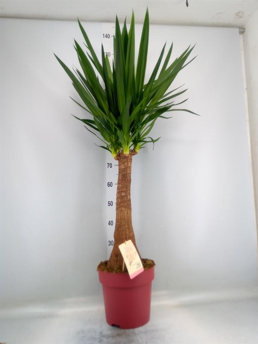 <h4>Yucca elephantipes   ...</h4>