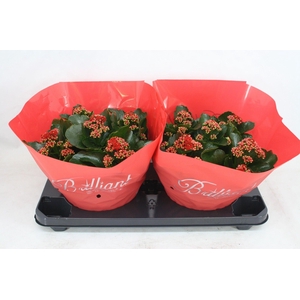 Gevuld 23 cm rood Brilliant (Schaal)