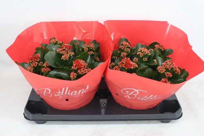 <h4>Gevuld 23 cm rood Brilliant (Schaal)</h4>