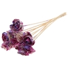 Shola Dear Holly 6cm on stem Multicolour Cerise/Milka
