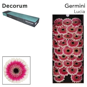 Germini Lucia Doos