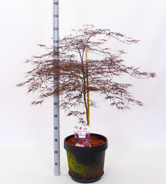 <h4>ACER PA FIRECRACKER</h4>