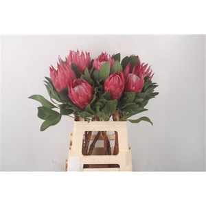 Protea Cy Madiba