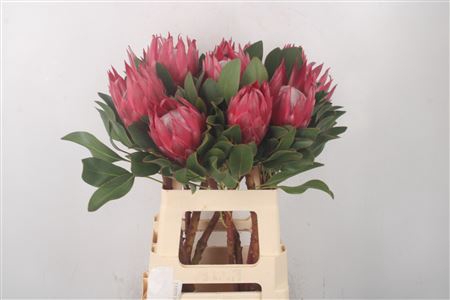 <h4>Protea Cy Madiba</h4>