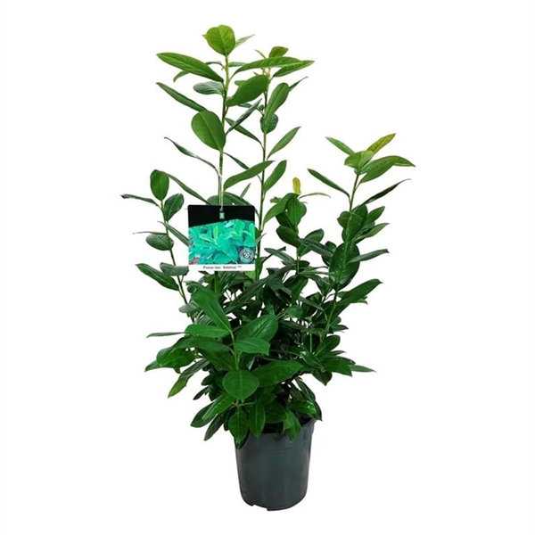 <h4>Prunus laur. 'Antonius' ®</h4>