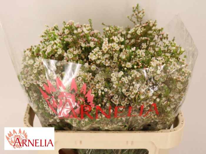 <h4>CHAME MORNI DELIGHT</h4>