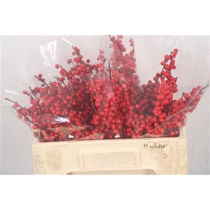 Ilex Verticilata Red Extra