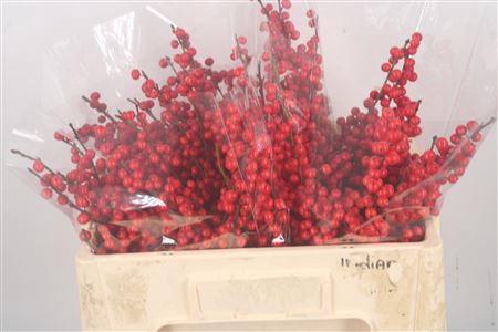 <h4>Ilex Verticilata Red Extra</h4>