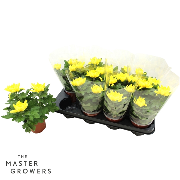 <h4>Deco Chrysant Cosmo Geel 12cm 3pp</h4>