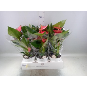 Anthurium andr. 'Livium Ruby'
