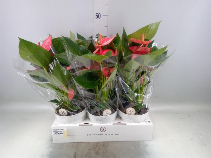 <h4>Anthurium andr. 'Livium Ruby'</h4>