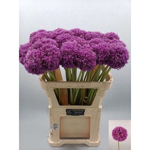 Allium Giganteum