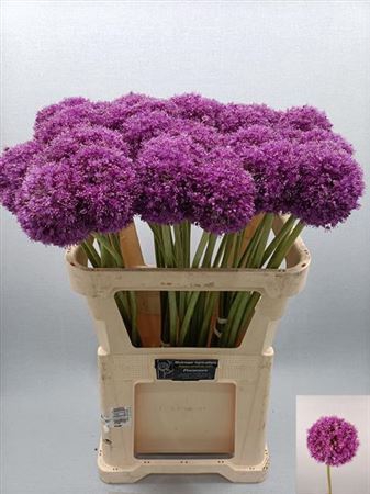 <h4>Allium Giganteum</h4>