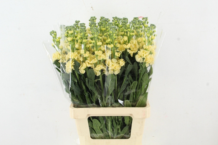 <h4>MATTH IRON YELLOW</h4>