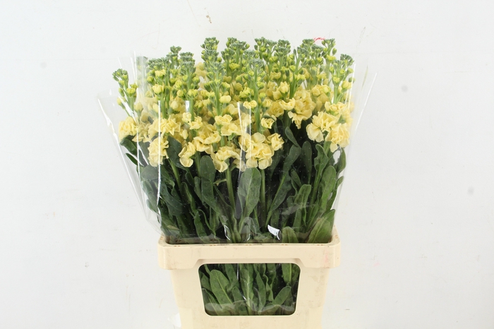 <h4>MATTH IRON YELLOW</h4>